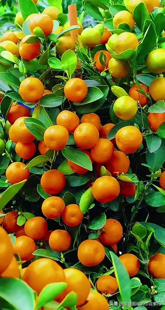 壁纸美图,硕果累累,丰收的喜悦