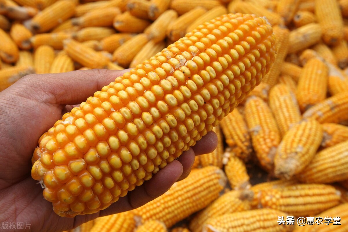 玉米目前多少钱一斤？元旦前后会涨吗？2021年12月玉米价格行情