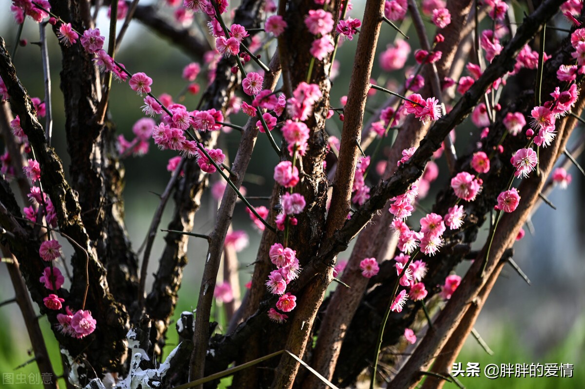 春暖花开的季节，阳光正好，微风不燥，愿你明媚如初，幸福荡漾