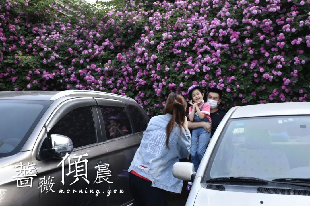 丹东这一地儿入选全国十大赏樱地！赏花攻略提前收藏