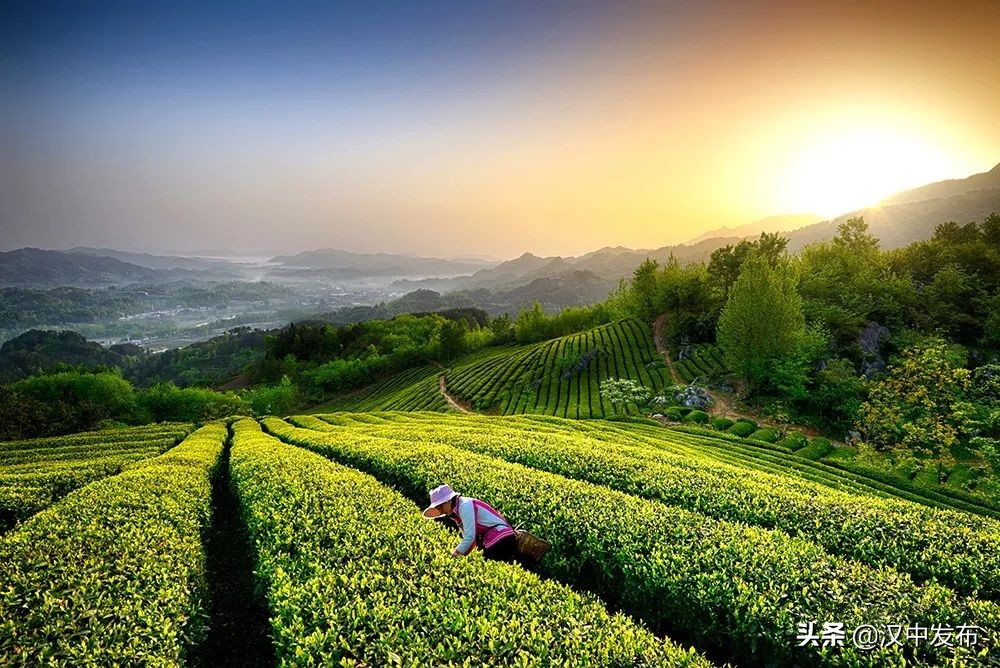 迤邐風(fēng)光，一睹為快！只此青綠，漢中茶園版！