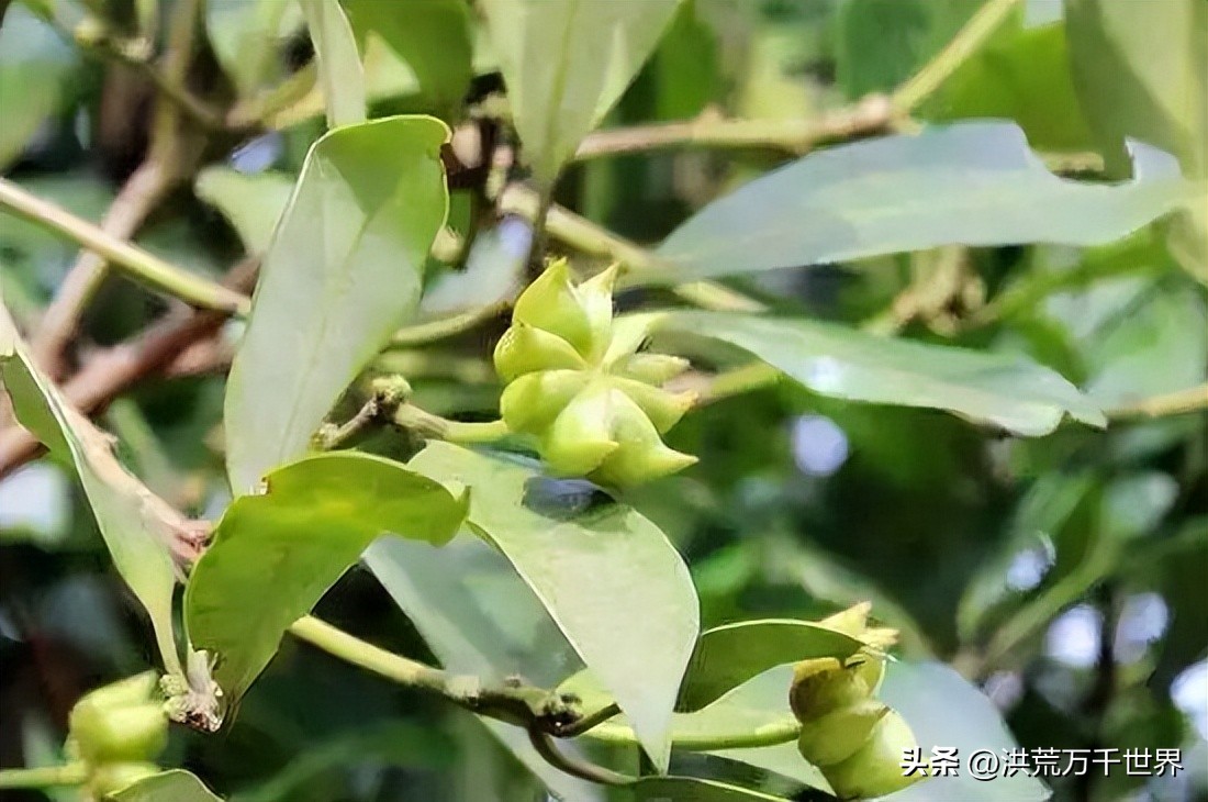 八角是什么植物（带你了解八角的养殖方法）