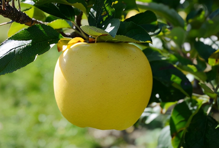 黄色苹果迎来黄金时刻,5个知名黄色苹果品种,你更看好哪一个?