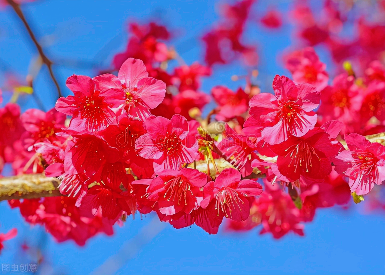 一花一世界，万里春风花盛开，十亩花海最深爱，四季喜乐又长安