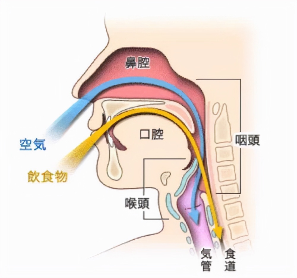 耳鼻喉关系图图片