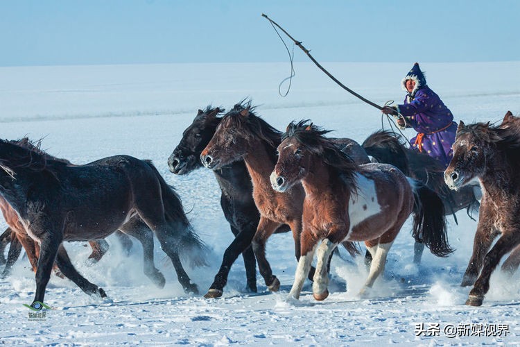 套马视频大全蒙古(风雪草原上的蒙古族套马)