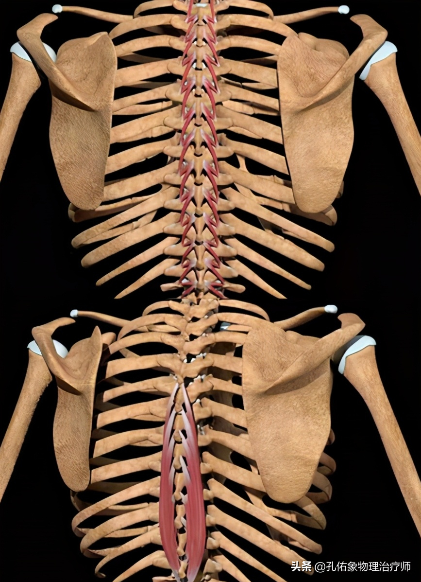 正常的肩胛骨背部图图片