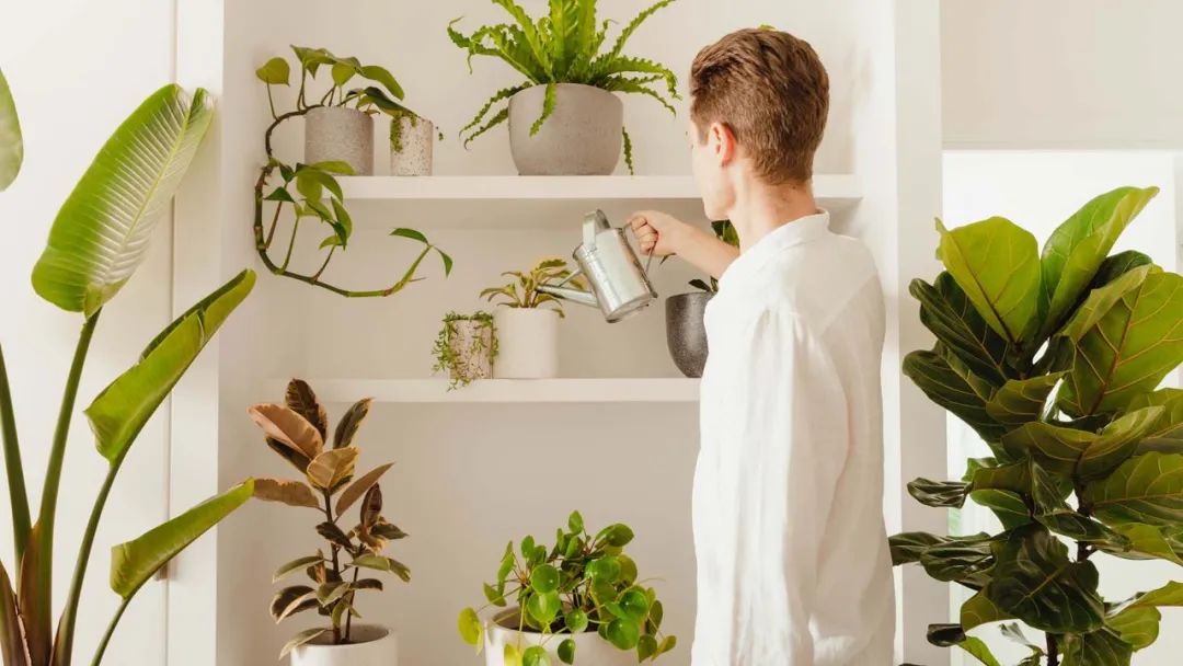 春季家居攻略，用绿植打造自然风，让你的家居时尚起来