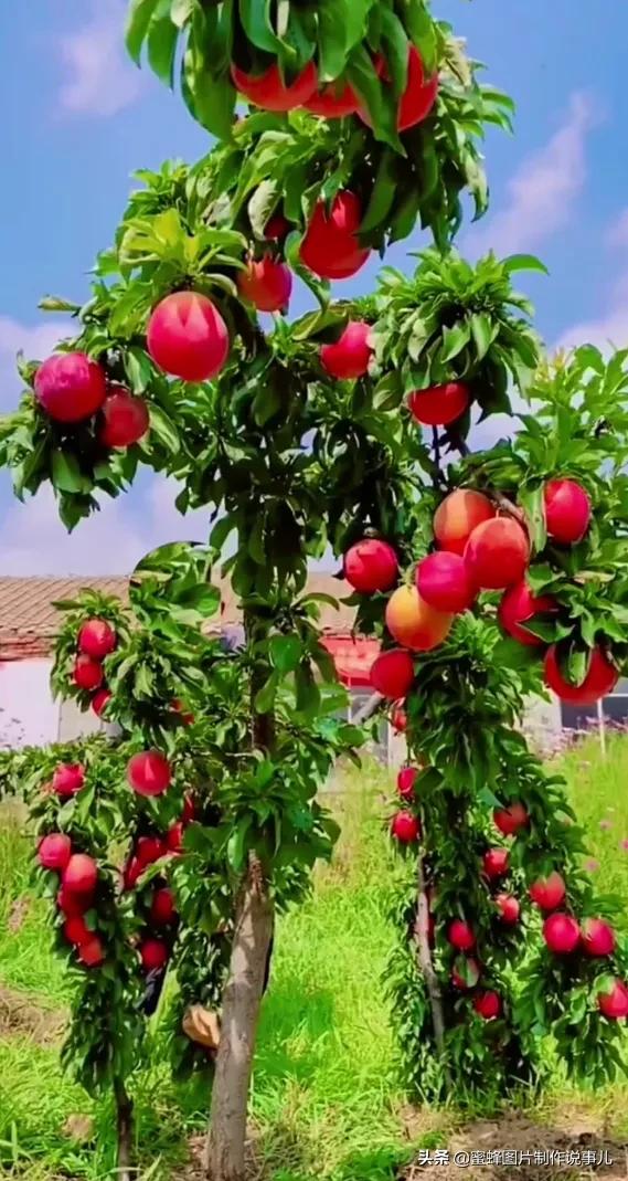 真的是硕果累累丰收景象,满树的红苹果,把树枝都压弯了.