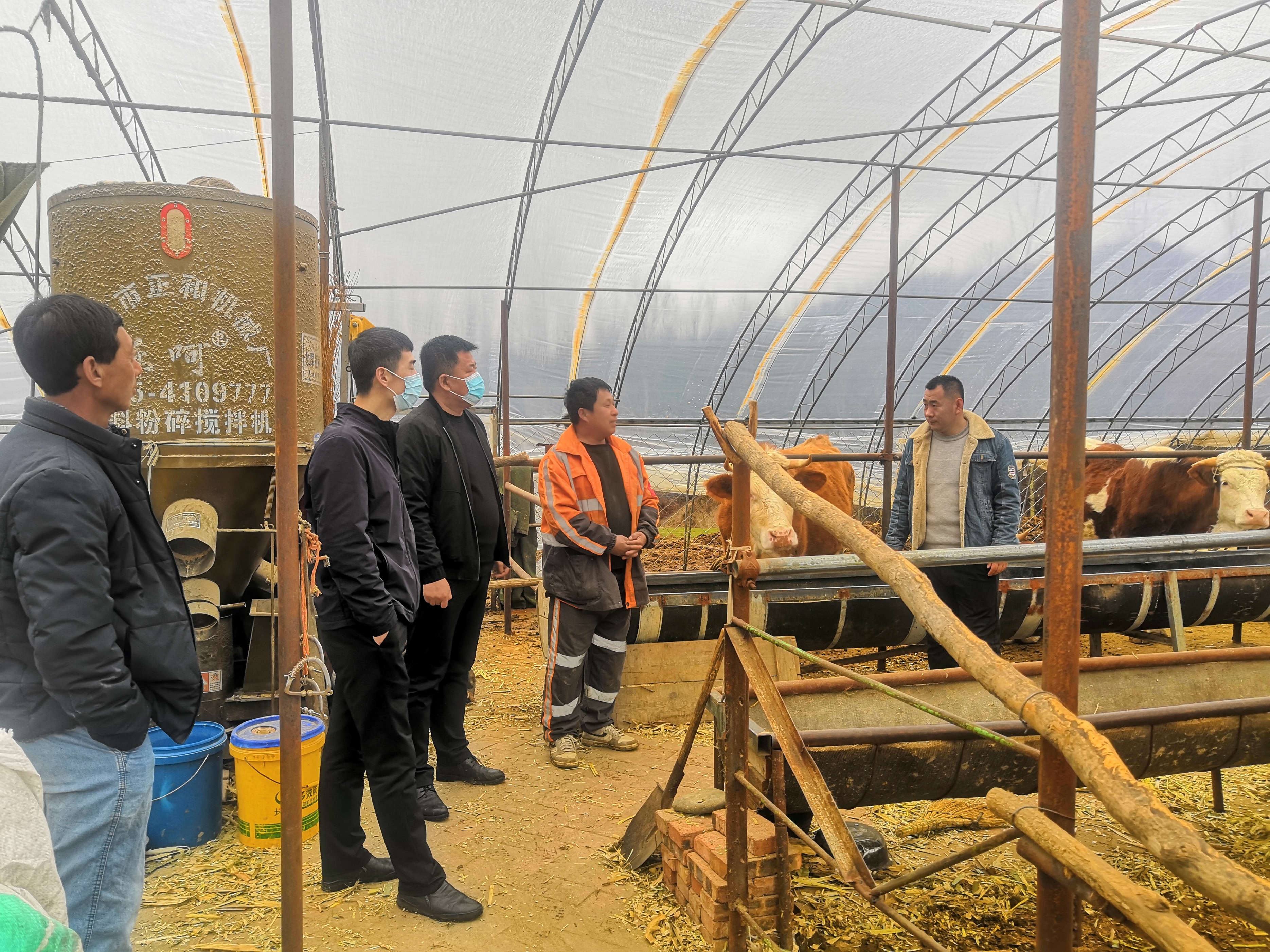 仙人桥镇壮大乡村养牛产业
