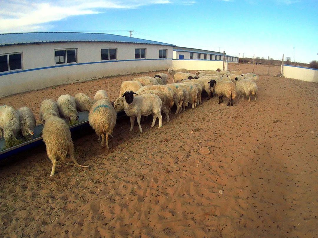 为什么内蒙古,新疆和西藏做牛羊养殖的多?原因很浅显