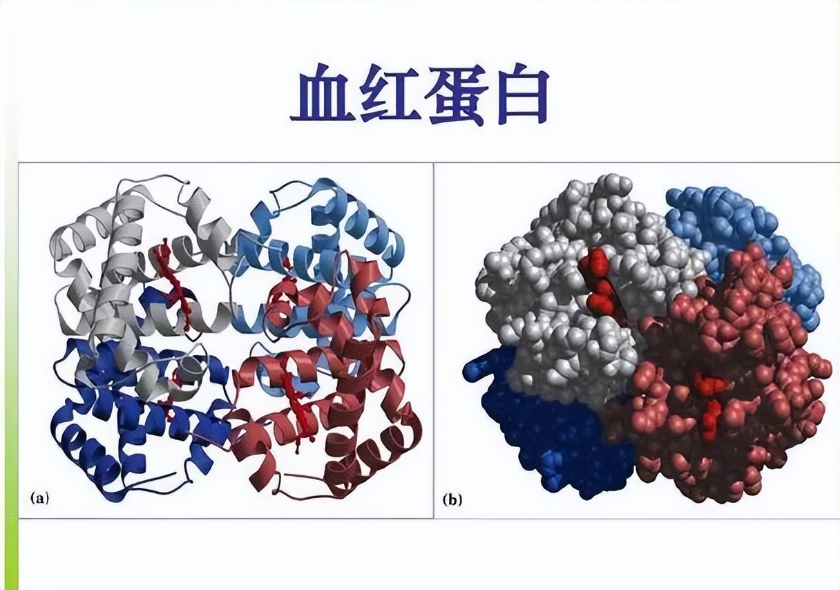 淋巴细胞偏高要不要紧-第6张图片-昕阳网