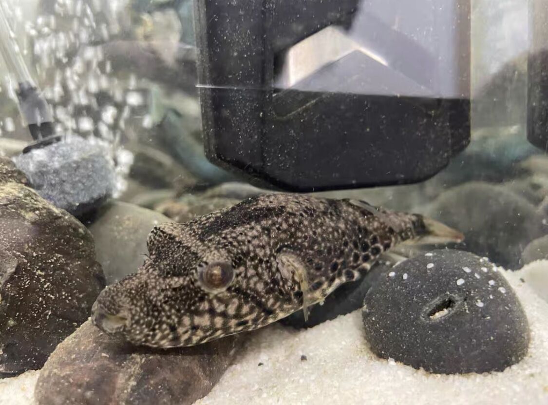 狗頭魚種類大全 淡水河豚 下 天天看點