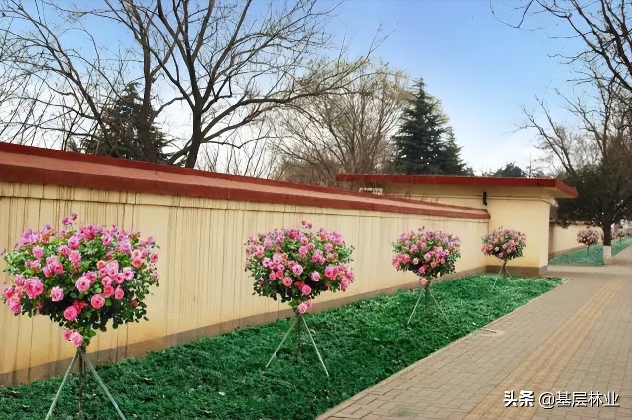 人见人爱,庭院绿化树种中的"杨贵妃"——高杆月季(玫瑰)