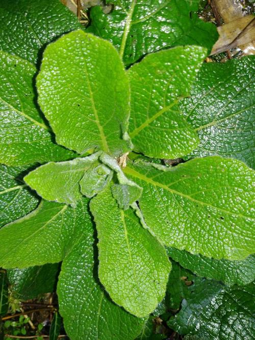 烟斗草(农村常见野草天名精,长得像烟叶,价值很高20元一斤,你认识吗?