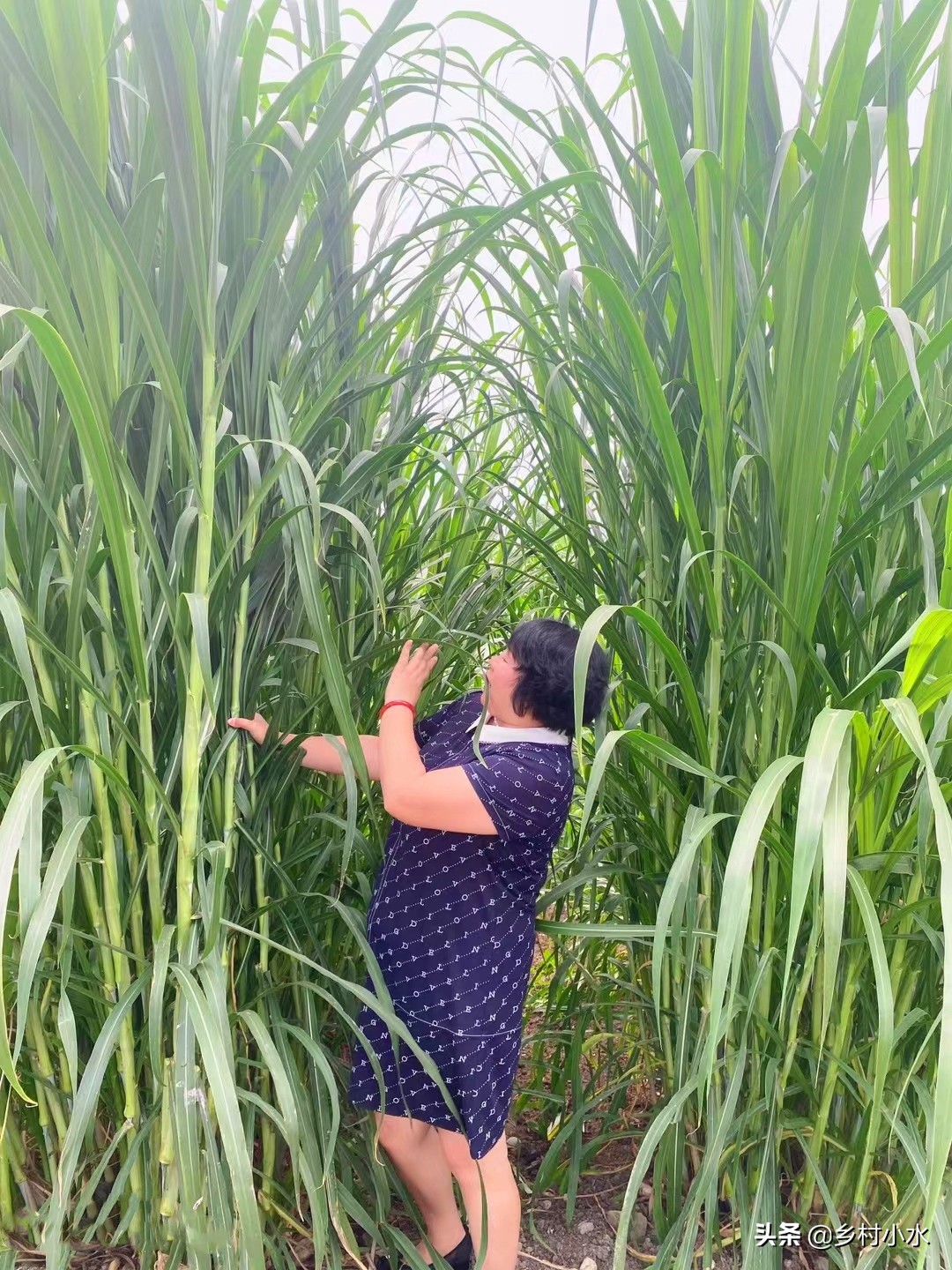 甜象草种子多少钱一斤亩产30吨