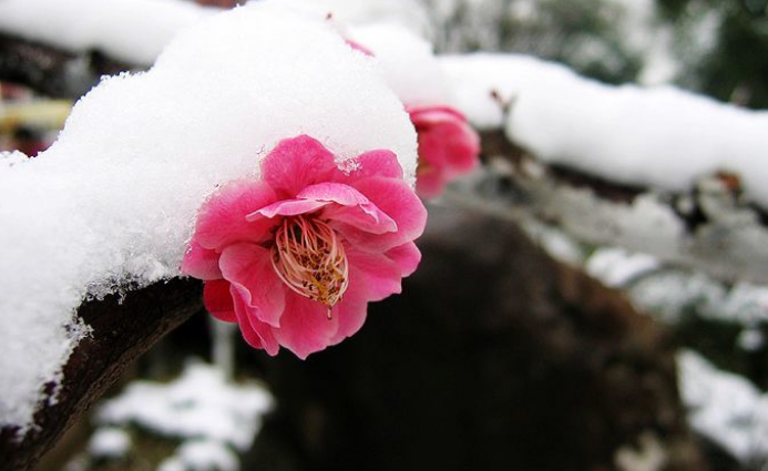 诗词鉴赏-梅雪任争春，十首红梅的诗词，红梅花儿开，朵朵放光彩