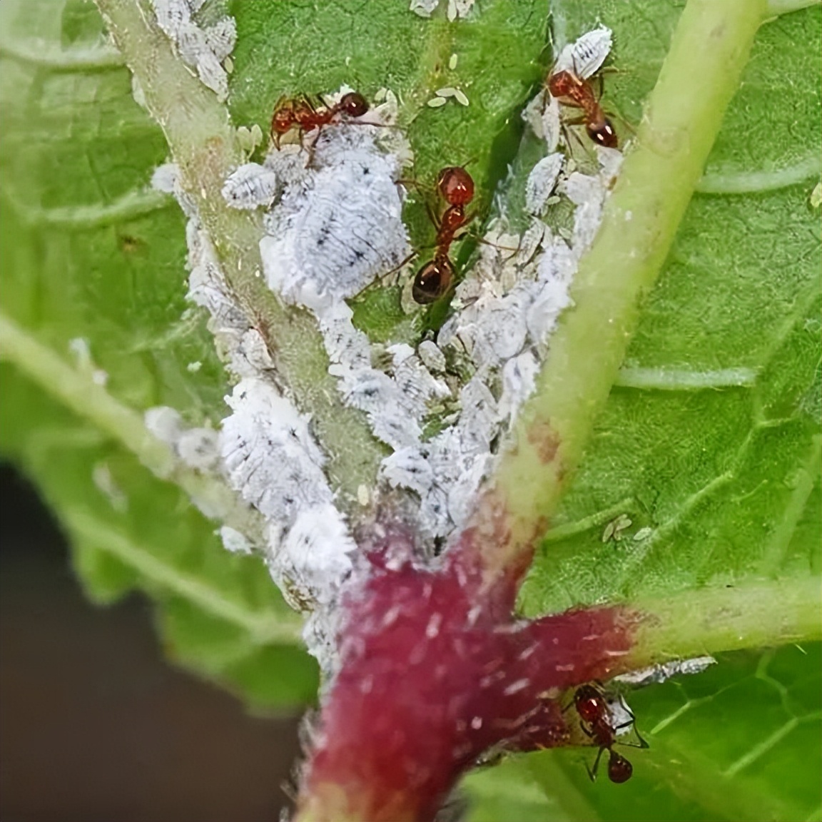 夏天室内和户外的植物都很容易感染粉蚧,这种害虫看起来像棉花