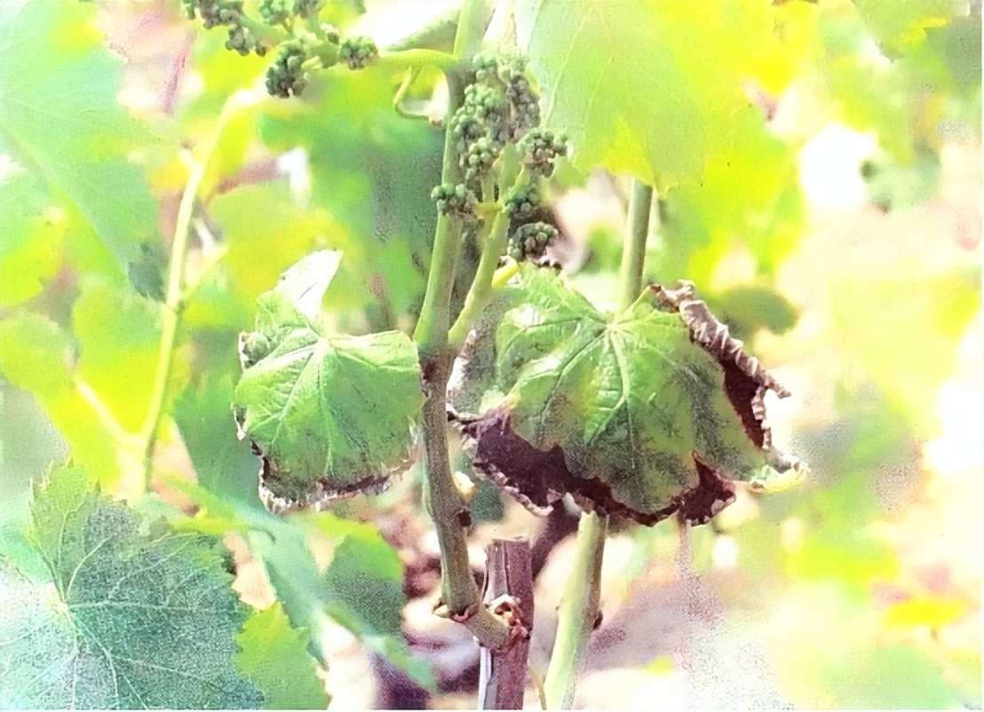 酵素农业技术：酵素菌肥在植株叶烧和日灼等生理障碍上的防治