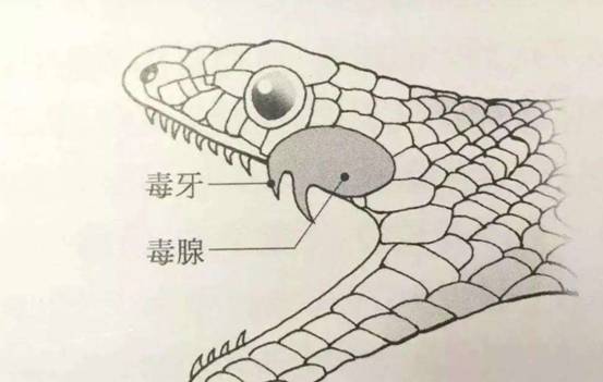 世界上最毒的蛇 世界上最毒的十种蛇-有深度有内涵的一个小网站-文化
