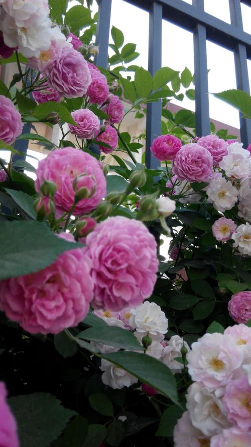 散文：岁月极美，生命如花，保持生命的深情与热爱