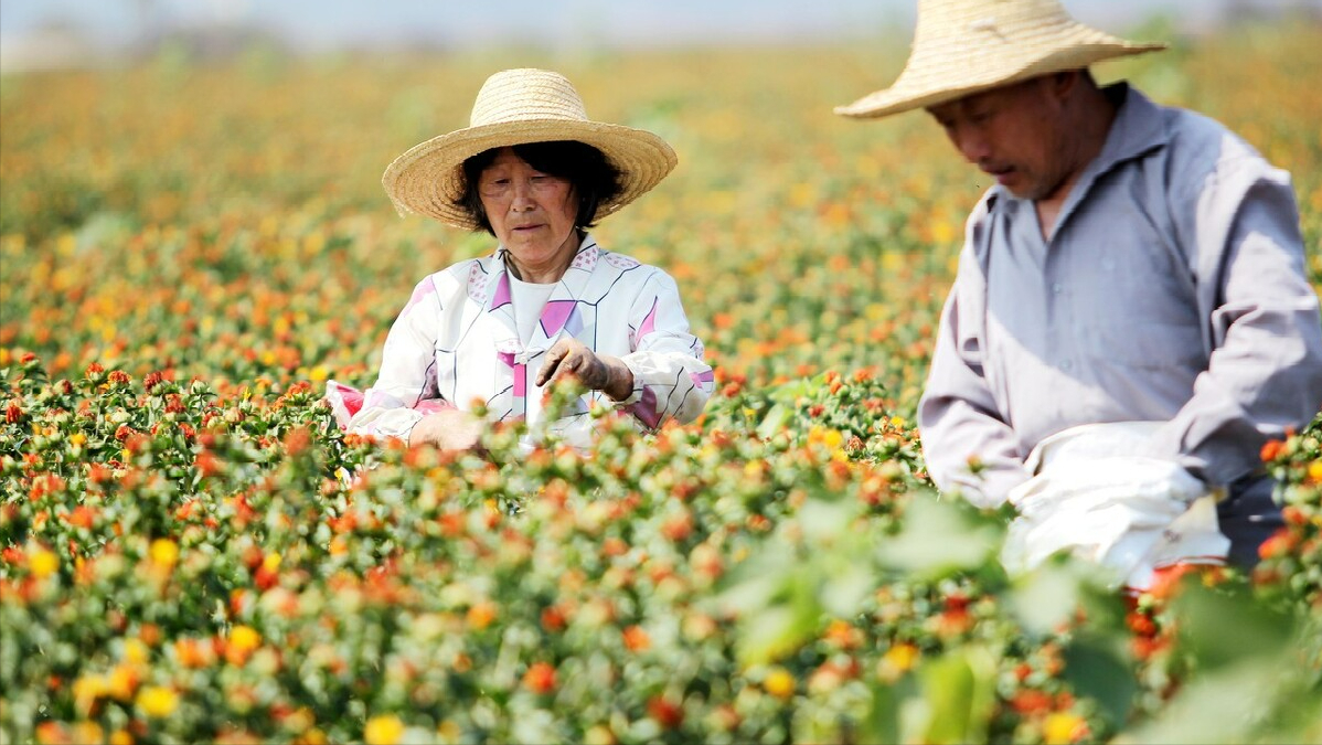 農(nóng)企一次性獲50萬補(bǔ)貼！合作社和農(nóng)業(yè)企業(yè)補(bǔ)貼力度為何如此不同