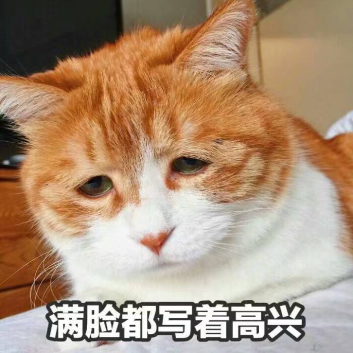 猫咪取名讲究多？这些网友家的猫名字笑喷我了