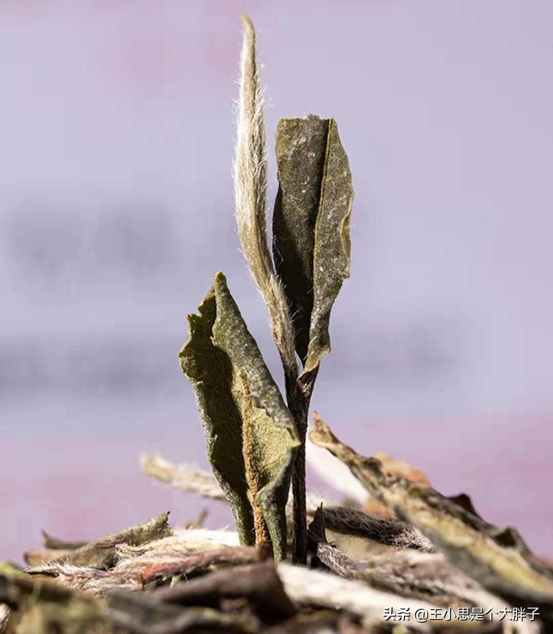 如何鑒別一款茶葉是不是好茶？看2處，學會就能看出茶葉的品質