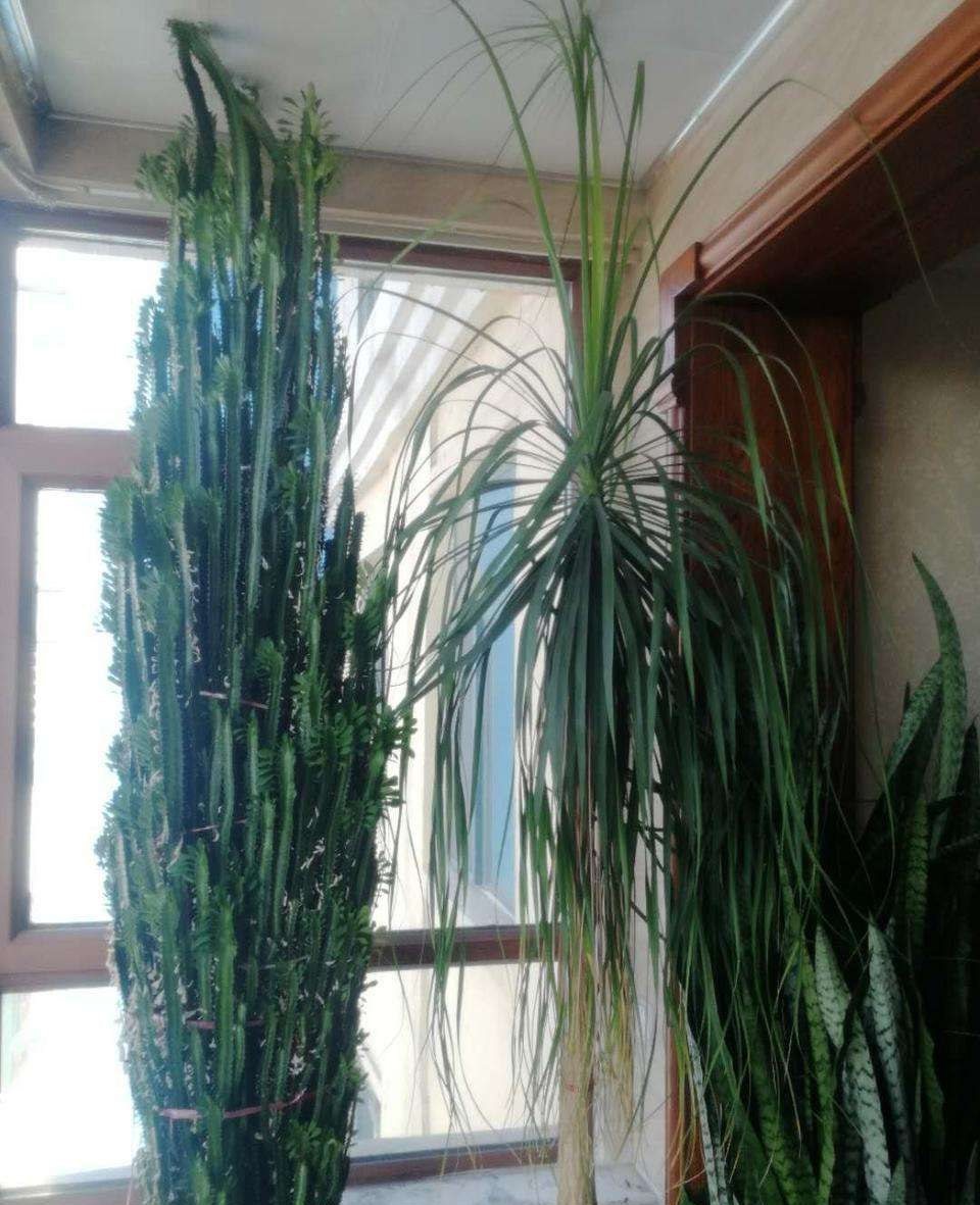 10种大盆栽，可当“镇宅花”，家里放一盆，高档霸气安全感十足