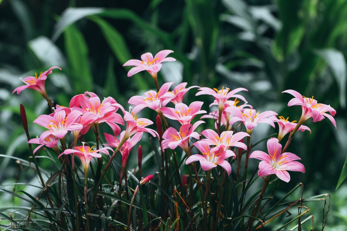 飞花令“兰”的诗句全集1000首古诗词句学生必背