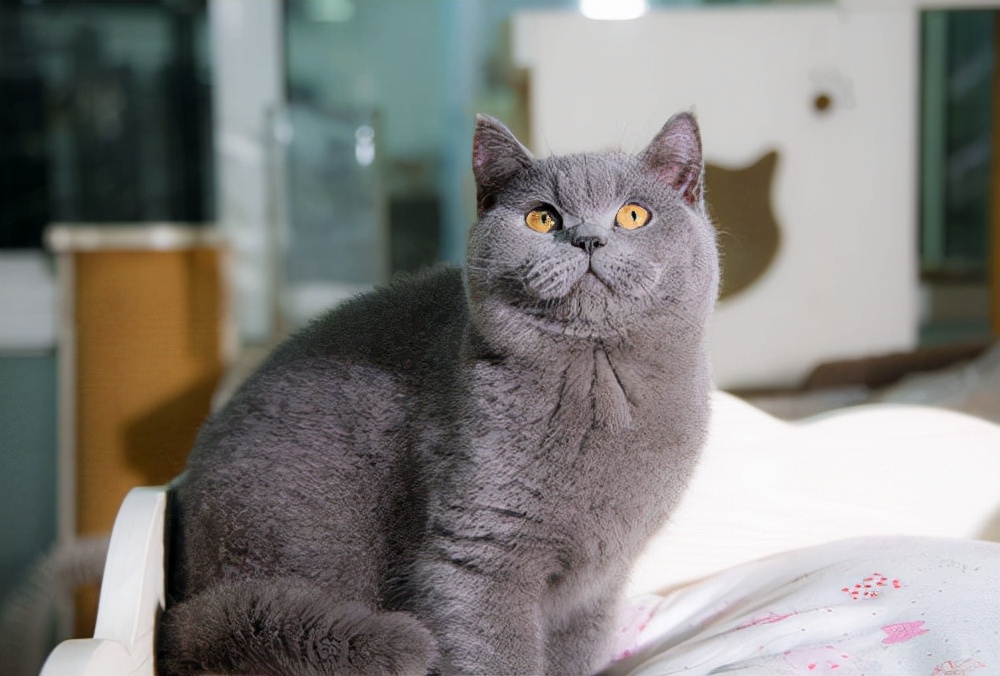 英短和美短养哪个好（美短猫和英短猫的差别）