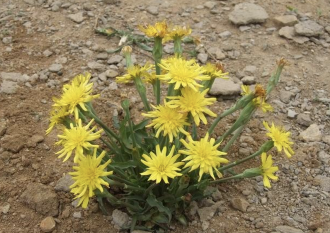 毛葱图片「东北毛葱图片」-友友