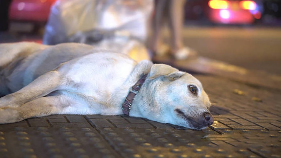 中国狂犬病防治真的走错路了？疫苗到底该给人打，还是给狗打？