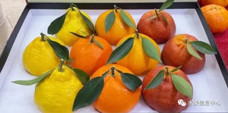红美人柑橘品种介绍（认识柑橘界中的“贵族”红美人）