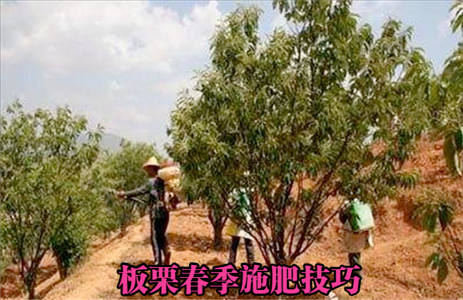 板栗春天施什么肥？以氮肥为主，谨防微量元素缺乏症