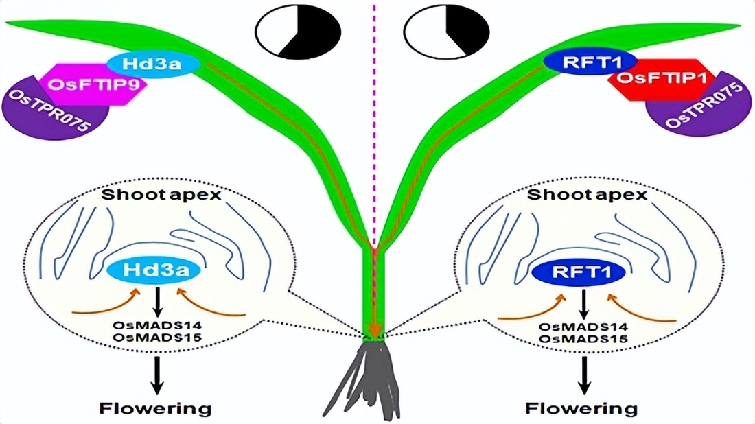 研究揭示水稻抽穗期调控新机制