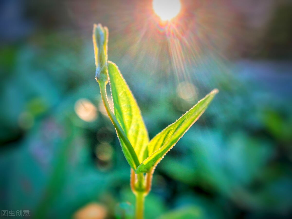 向阳而生，砥砺前行；凡所有相，皆是虚妄