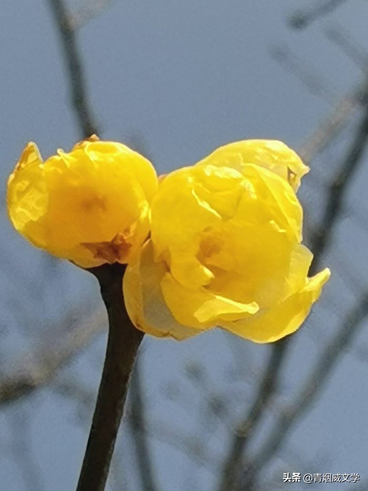 春光无限好，拾醉踏歌声（诗七首）