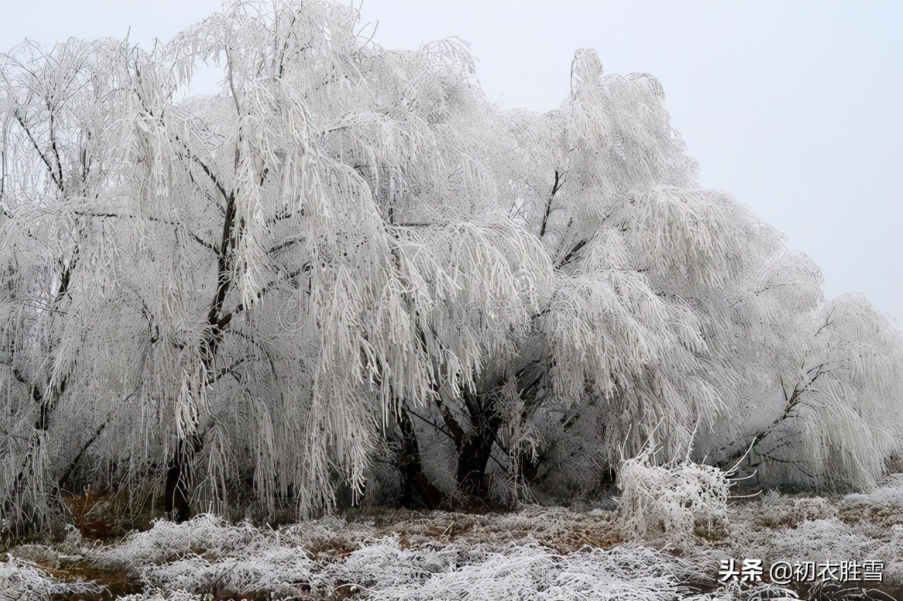 先唐杨柳古诗七首，同心且同折，溯源折杨柳送别的古俗