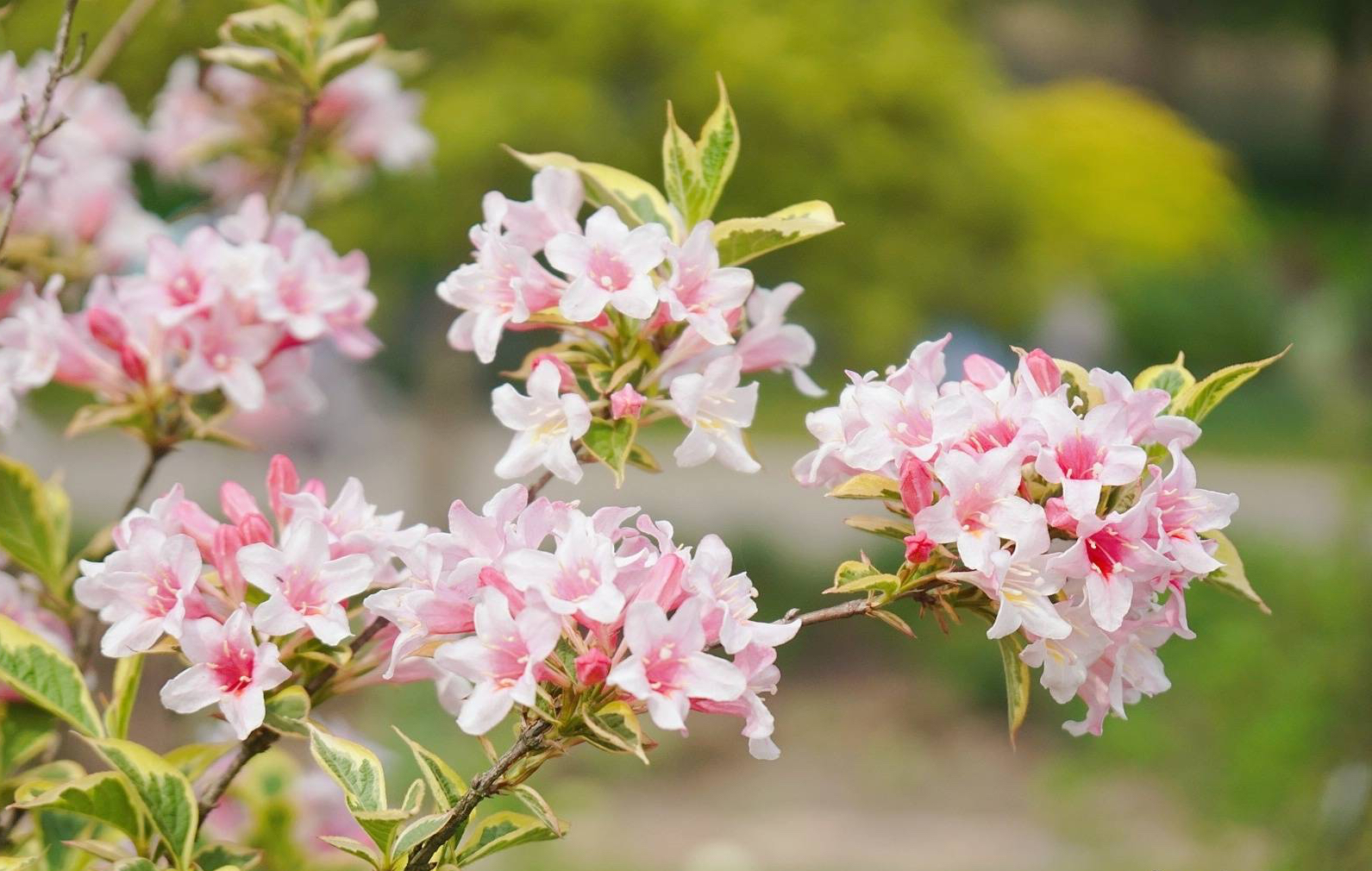 庭院花卉种植品种（有院子一定要养8种花色彩斑斓）