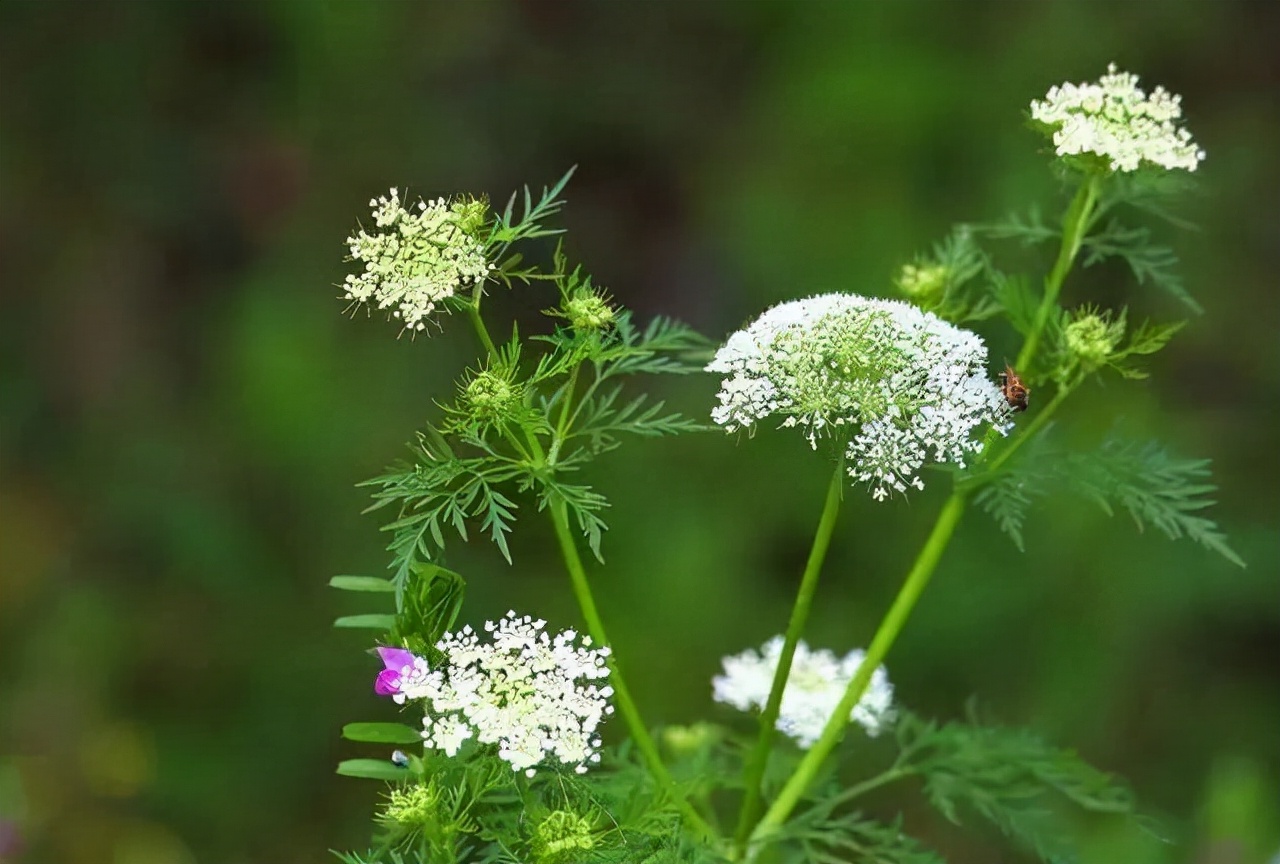 生物农药未来之星？解析植物源农药研究开发方向