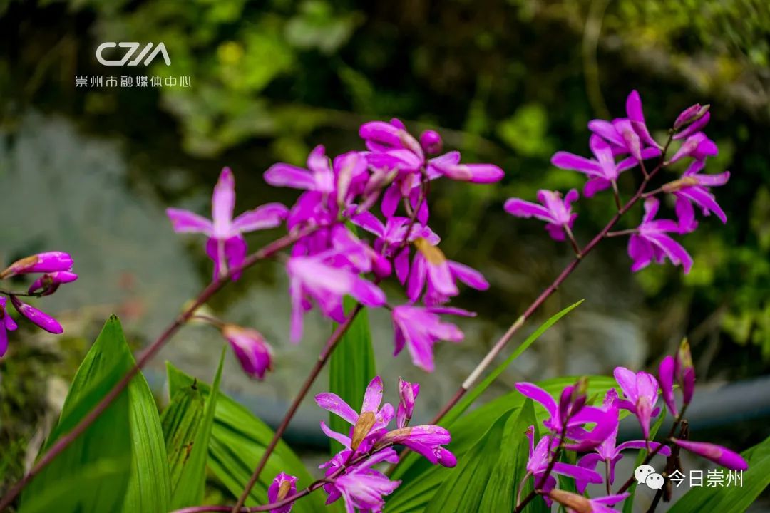 浪漫来袭！送你一片紫色花海~