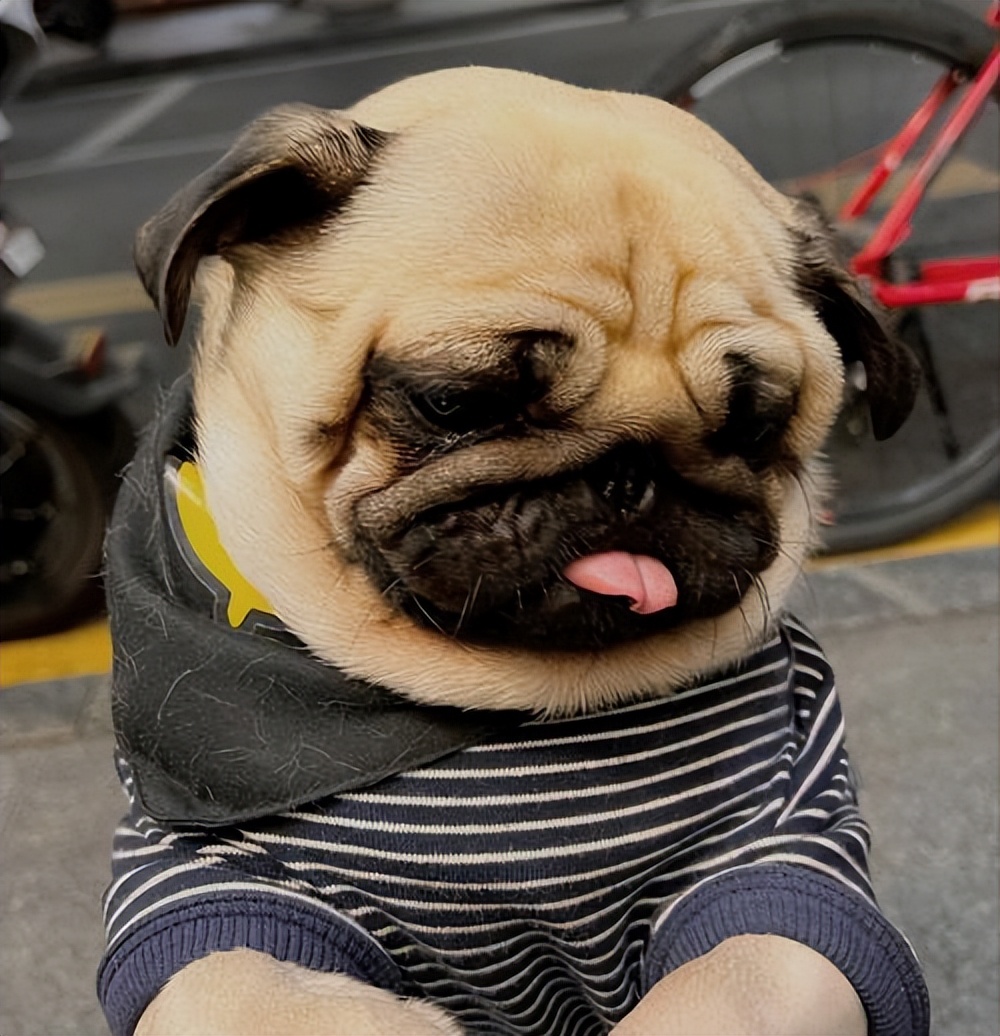 贵宾犬多少钱一只 大贵宾犬图片-思宇生活