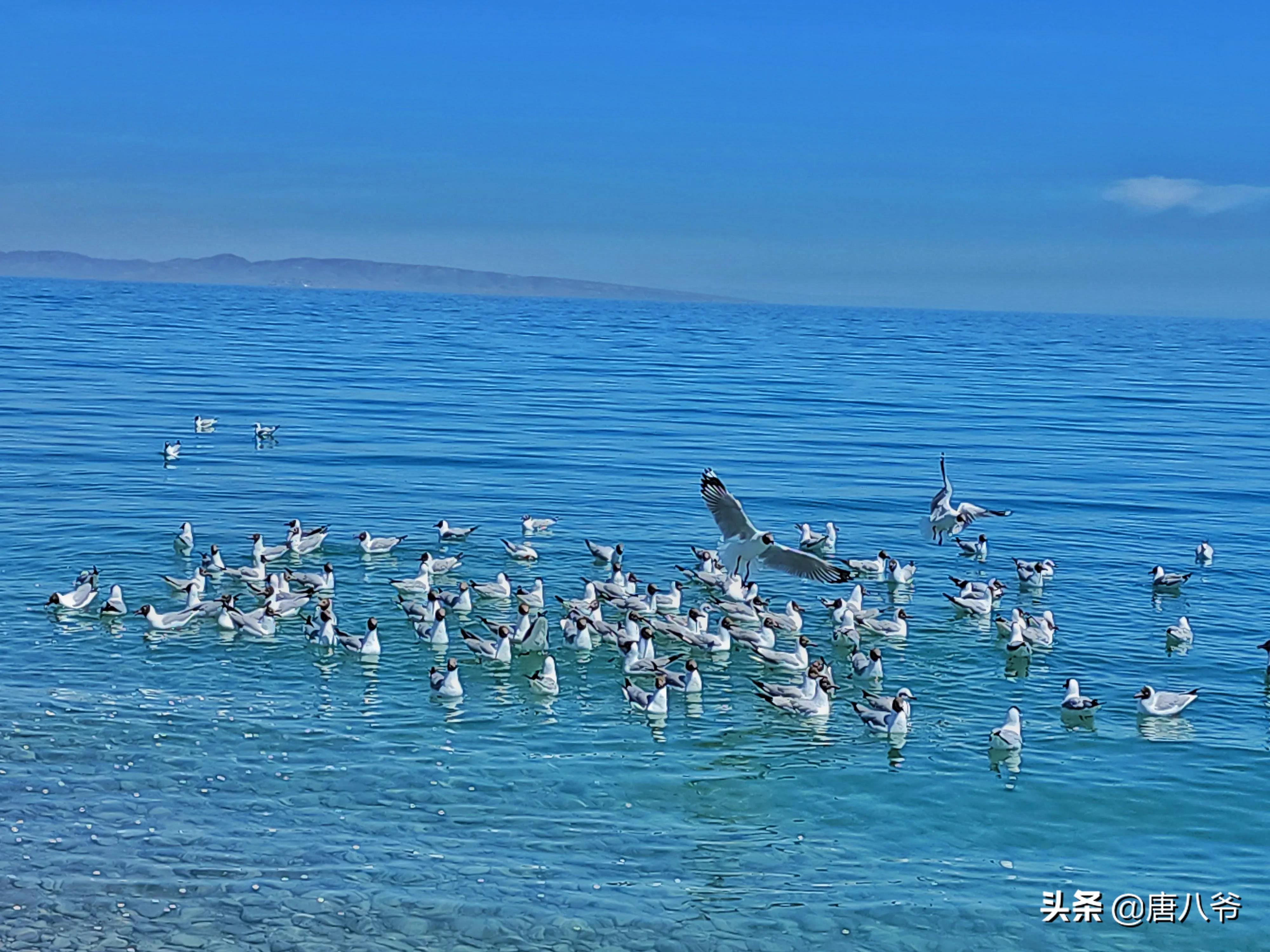 清晨美丽的青海湖