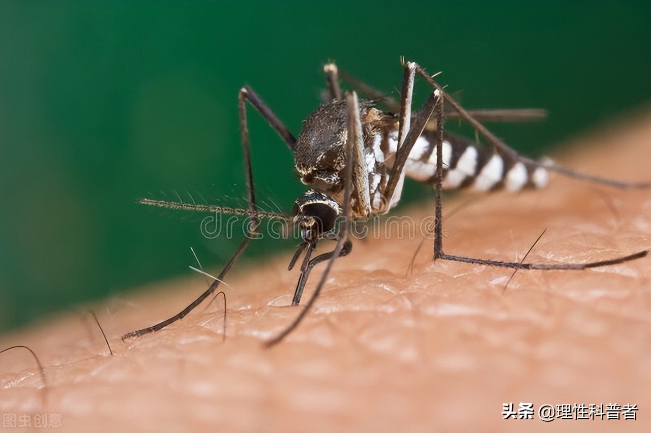 蚊子可以活多久（蚊子怎么消灭）-第1张图片