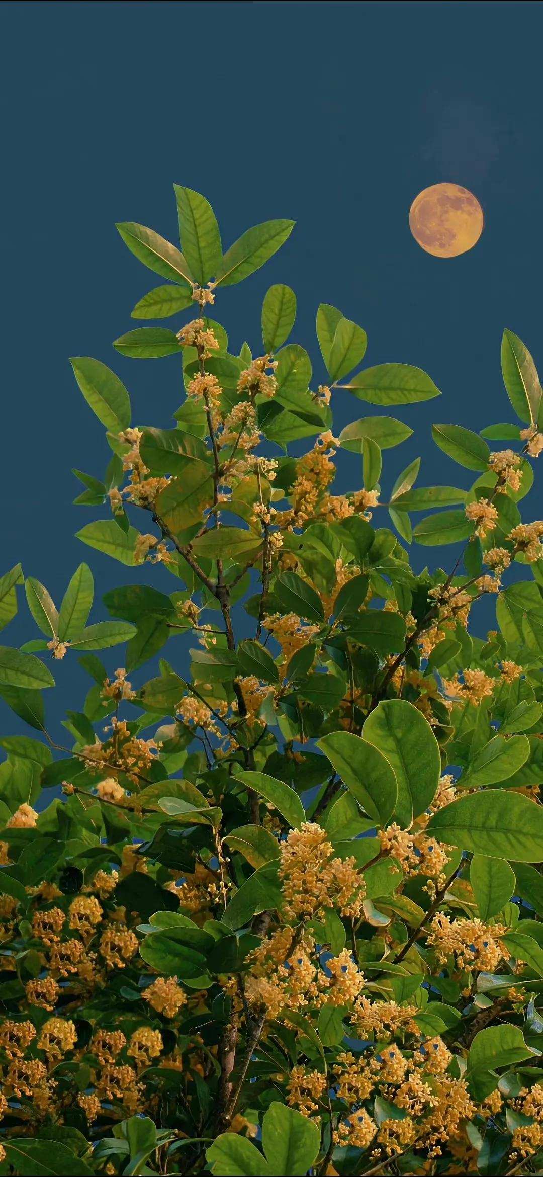 描写桂花香的诗句,桂花香的诗句经典名句