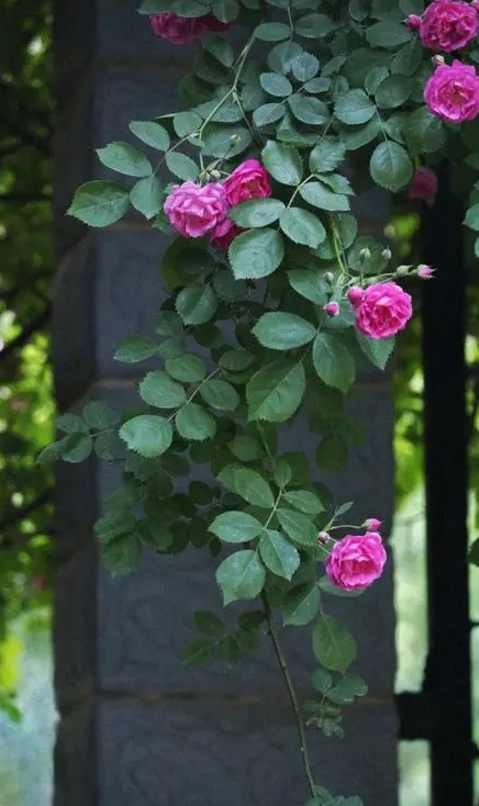 散文：岁月极美，生命如花，保持生命的深情与热爱