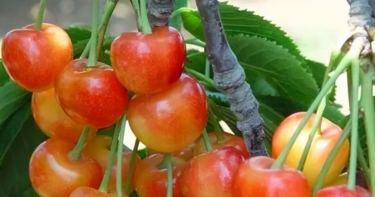 大果樱桃苗是什么品种？特大樱桃苗品种排名--「厚强樱桃苗基地」
