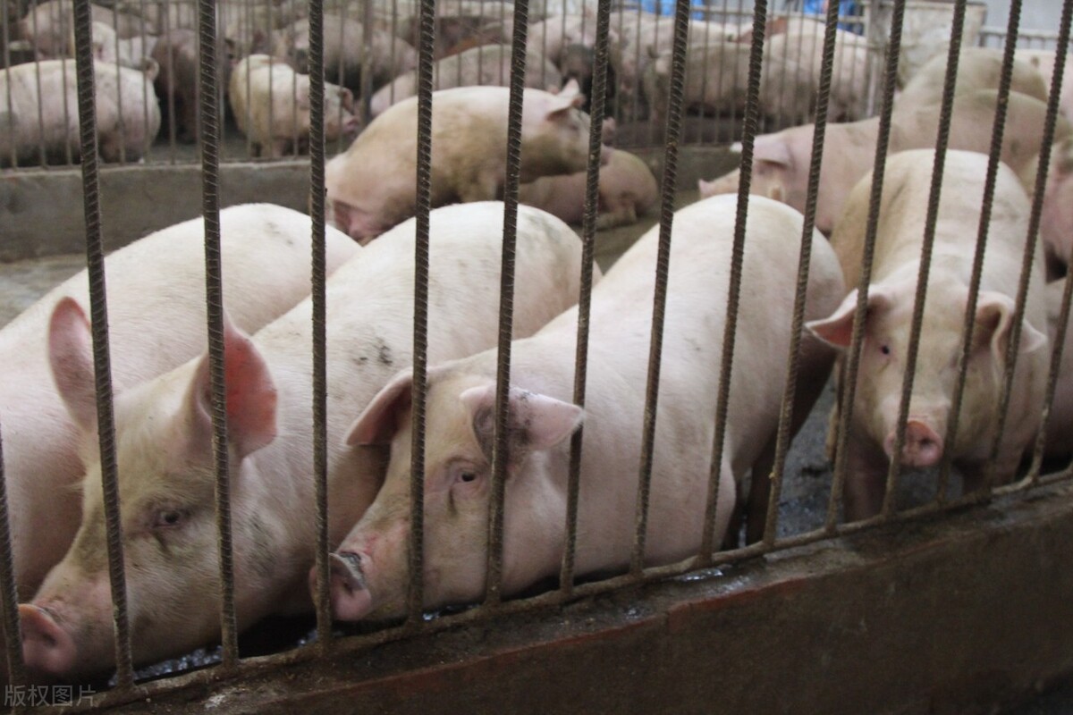 猪价涨跌频繁的背后，释放3个信号