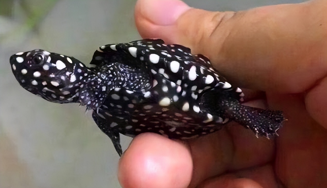 变异斑点池龟图(斑点池龟,看破红尘的"王者",如今的青铜.